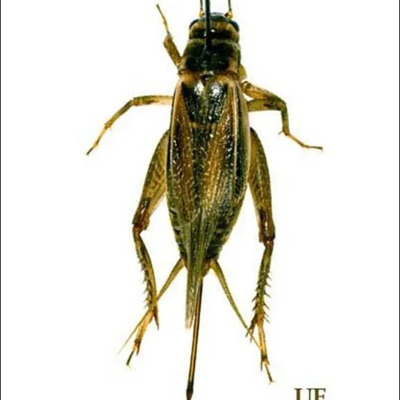 thumbnail for publication: House Cricket, Acheta domesticus (Linnaeus) (Insecta: Orthoptera: Gryllidae)